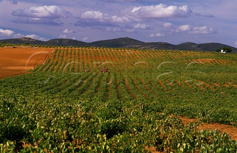 Harvesting Airn grapes in vineyard near Valdepeas La Mancha Spain   DO Valdepeas