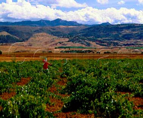 Scarecrow in vineyard La Mancha Spain