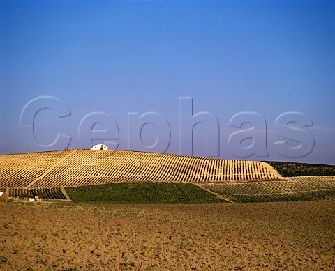 Sandeman vineyard on the Carascal albariza Jerez de la Frontera Andalucia Spain   Sherry