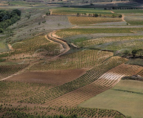 Vineyards near Briones La Rioja Spain   Rioja Alta
