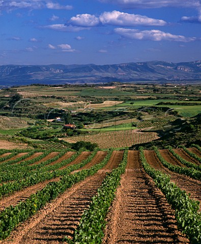 Spring in vineyards near Laguardia Alava Spain Rioja Alavesa