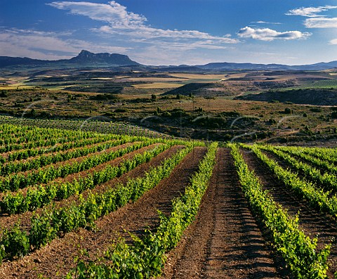 Vineyard near Oyon Alava Spain Rioja Alavesa