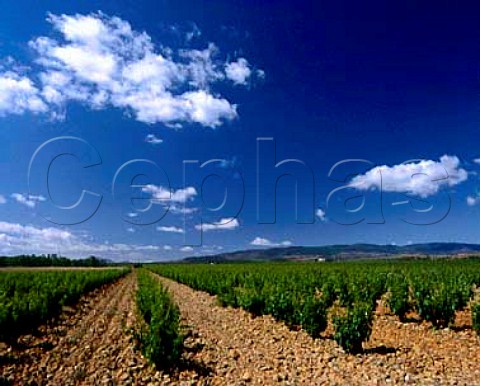 Garnacha vines in huge vineyard of Martinez Bujanda near Ausejo La Rioja Spain Rioja Baja 
