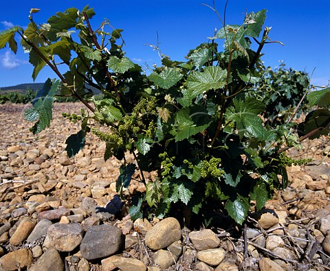 Garnacha Grenache vine in flower in vineyard of   Martinez Bujanda near Ausejo in the Rioja Baja   distict The firms bodegas are in Oyon 30km to the   west near Logroo La Rioja Spain