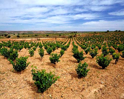 Vineyards near Paniza Aragon Spain   DO Carinena