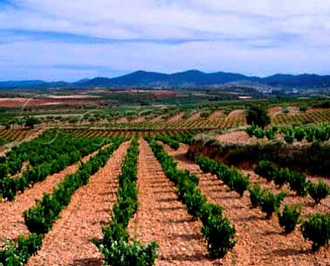 Vineyards near Paniza Aragon Spain   DO Carinena