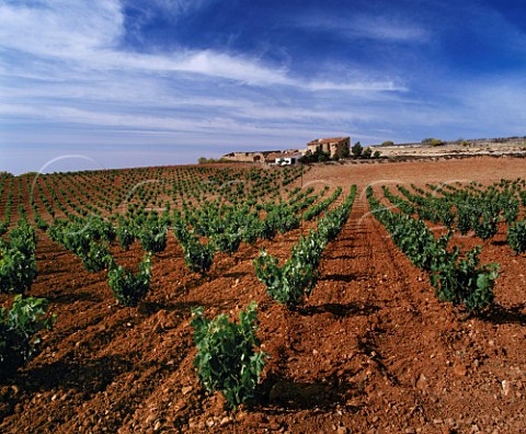 Vineyard and ruined farmhouse near Cariena Aragn Spain  DO Cariena