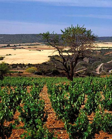 Vineyard above the valley of the Rio Huerva near   Villanueva del Huerva Aragon Spain  DO Carinena