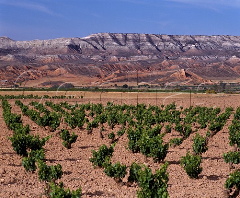 Vineyard in the valley of the Ro Huerva near  Mezalocha Aragn Spain  DO Cariena