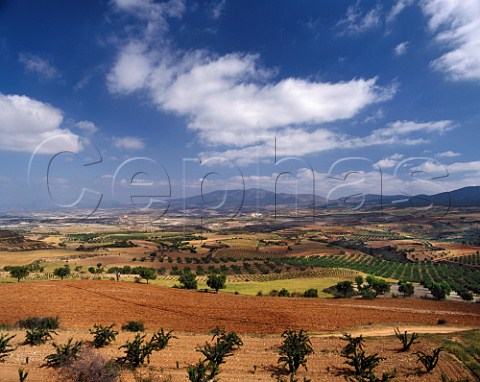 Vineyards fruit and almond orchards near Miedes with the Sierra de Vicort in the distance   Aragn Spain   DO Calatayud
