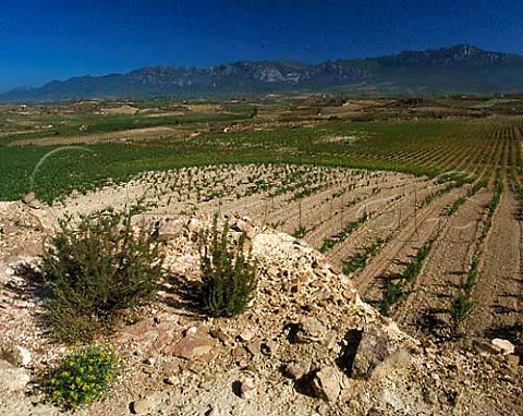 Vineyards of Herederos del Marqus de Riscal with   the Sierra de Cantabria beyond  Elciego Alava   Spain Rioja Alavesa