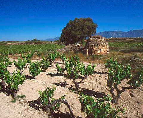 Traditional stone hut known as guardavias in   vineyard of Herederos del Marqus de Riscal   near Elciego Alava Spain  Rioja Alavesa