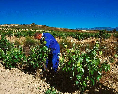 Stripping excess shoots from vines in early summer   in vineyard of Herederos del Marqus de Riscal  Elciego Alava Spain  Rioja Alavesa