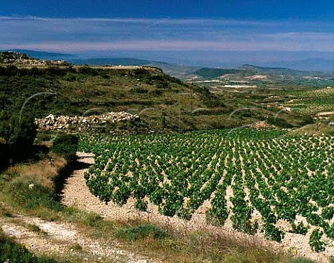 Vineyard of Herederos del Marqus de Riscal   near Elciego Alava Spain Rioja Alavesa