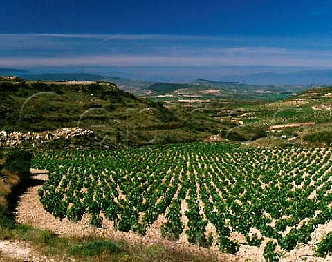 Vineyard of Herederos del Marqus de Riscal   near Elciego Alava Spain Rioja Alavesa