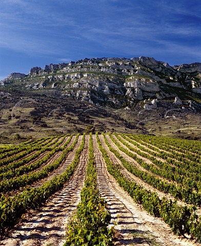 Vineyard on the slopes of the   Sierra de Cantabria near Samaniego   Alava Spain   Rioja Alavesa