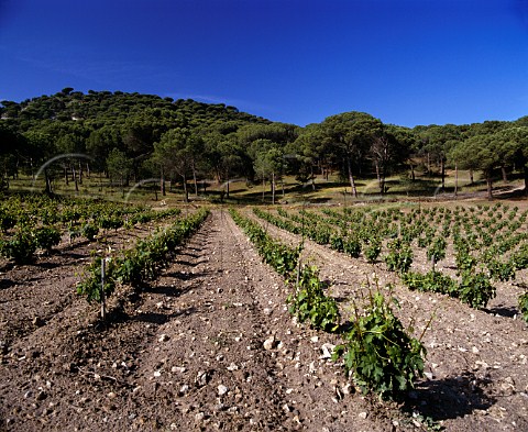Vineyard of Vega Sicilia Valbuena de Duero   Valladolid Spain DO Ribera del Duero