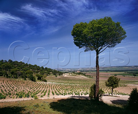 Vineyards of Vega Sicilia Valbuena de Duero Valladolid province Spain Ribera del Duero