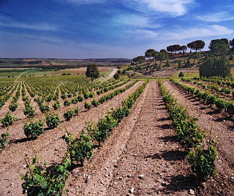 Vineyards of Vega Sicilia Valbuena de Duero Valladolid province Spain   Ribera del Duero