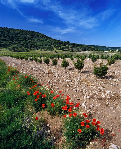 Poppies by vineyard of Vega Sicilia Valbuena de   Duero Valladolid Spain DO Ribera del Duero