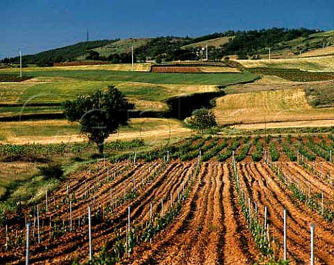 Vineyards near Pedrosa de Duero Burgos Province   Spain    DO Ribera del Duero