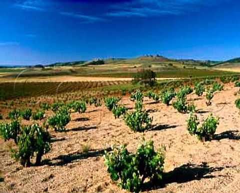 Vineyards near Pedrosa de Duero Burgos Province   Spain DO Ribera del Duero