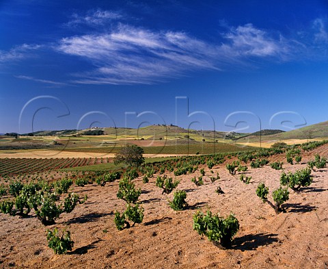 Vineyards near Pedrosa de Duero Burgos Province Spain Ribera del Duero
