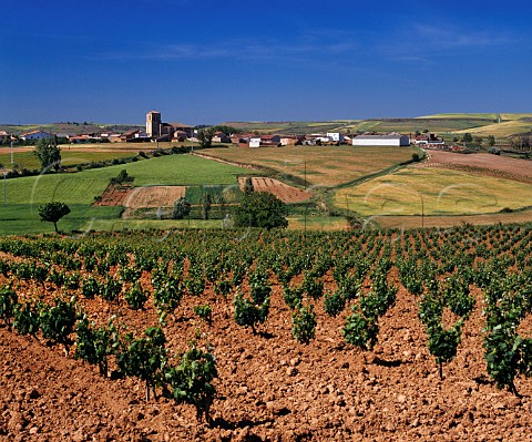 Pedrosa de Duero viewed over vineyard   Burgos province Spain  DO Ribera del Duero