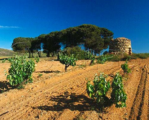 Traditional stone hut known as guardavias in the   vineyards near Pedrosa de Duero Burgos Province   Castilla y Len Spain   DO Ribera del Duero