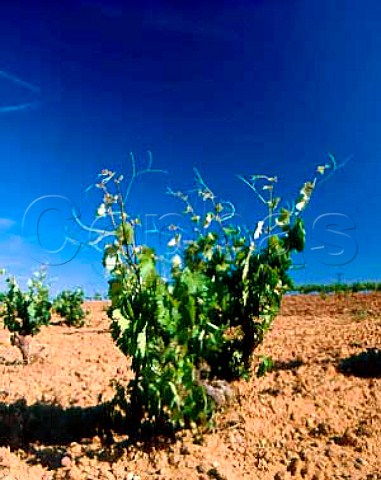 Tinta del Pais vine in vineyard of Bodegas Perez   Pascuas at Pedrosa de Duero Burgos Province Spain   DO Ribera del Duero
