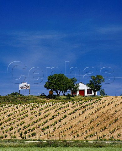 Vina Alta vineyard of Alejandro Fernandez at   Pesquera de Duero Valladolid Province Spain DO   Ribera del Duero