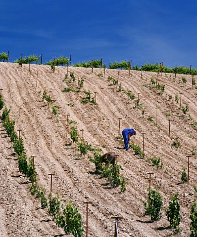 Stripping excess shoots from Tinto Fino vines in early summer in Via Alta vineyard of Alejandro Fernandez Pesquera de Duero Valladolid Province Spain Ribera del Duero