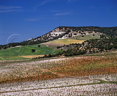 Vineyard on limestone soil at Hacienda Monasterio Pesquera de Duero Valladolid Province Spain DO Ribera del Duero 