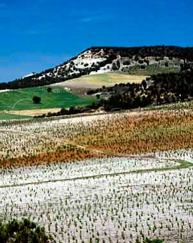 Vineyards on limestone soil at Hacienda Monasterio near Pesquera de Duero Valladolid Province Spain DO Ribera   del Duero