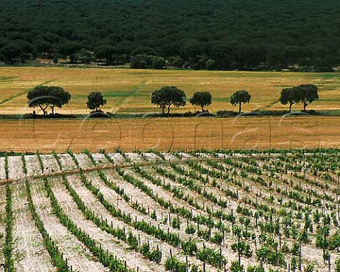 Vineyard of Hacienda Monasterio near Pesquera de   Duero Valladolid Province Castilla y Len Spain   DO Ribera del Duero