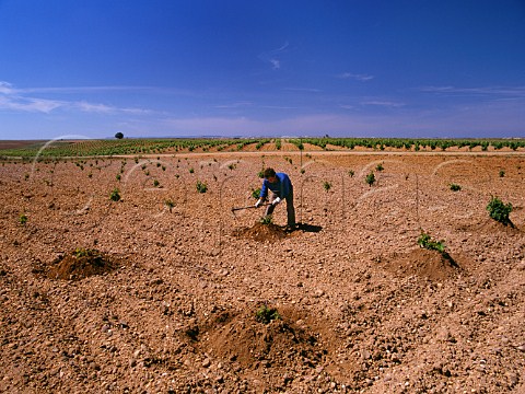 Piling up soil around the base of vines early summer in arid vineyard near La Seca Valladolid province Spain DO Rueda