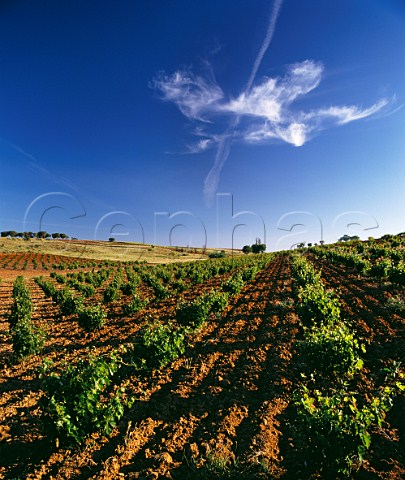 Vineyard near Morales de Toro Zamora Province Castilla y Len Spain DO Toro