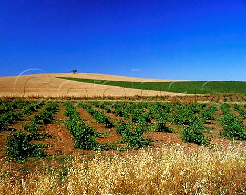 Vineyard north of Badajoz Extremadura Spain
