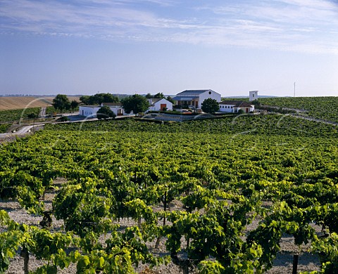Palomino Fino vines on Emilio Lustaus Montegillilo   Estate north of Jerez de la Frontera Andalucia   Spain    Sherry