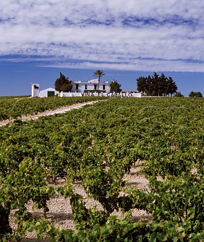 Osborne Via el Caballo vineyard west of Jerez de la Frontera Andaluca Spain  Sherry