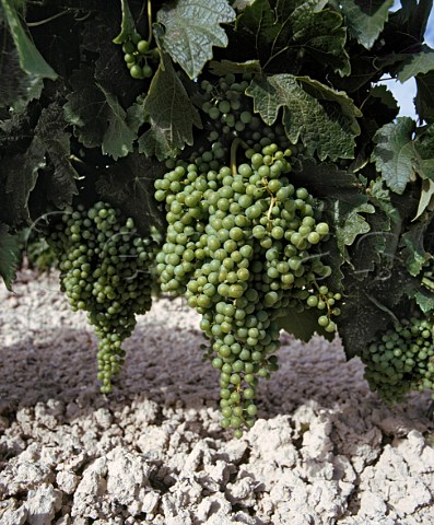 Palomino Fino grapes in mid June on the albariza   soil almost pure chalk of Osbornes Vina el   Caballo west of Jerez de la Frontera Spain Sherry