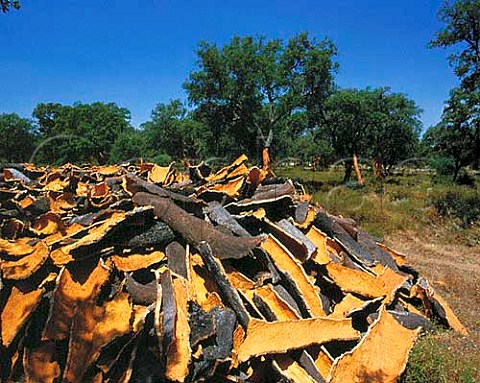 Cork stripped from the trunks of Cork Oaks east of   Arcos de la Frontera Andalucia Spain