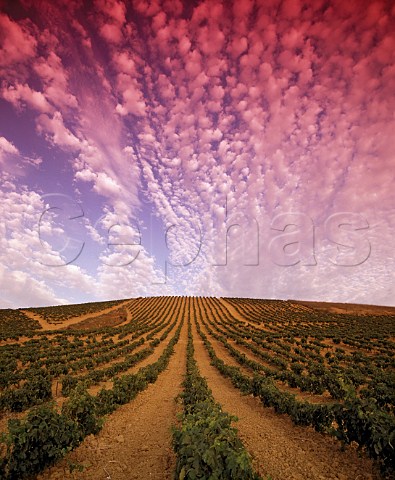 Sandeman vineyards near Jerez de la Frontera Andaluca Spain  Sherry