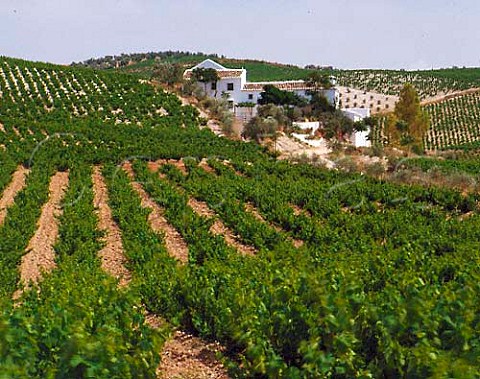 Vineyards and typical white farmhouse near   Montilla Andaluca Spain  MontillaMoriles