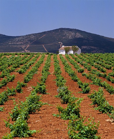 Vineyard of Casa de la Via southeast of La Solona CastillaLa Mancha Spain  DO Valdepeas