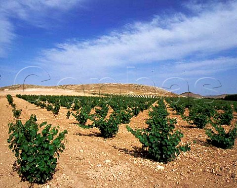 Vineyard near Tobarra Albacete Province Spain     DO Jumilla