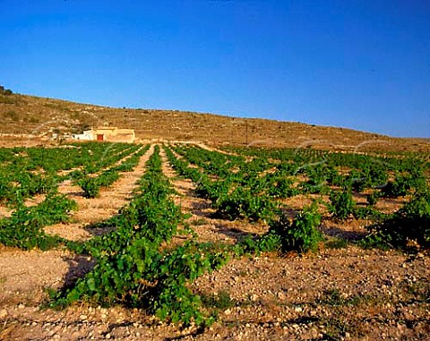 Vineyard near Yecla Murcia Province Spain  DO   Yecla