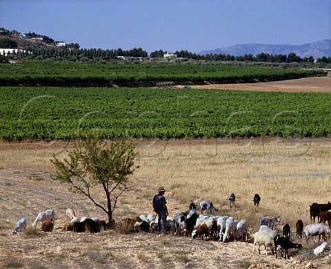 Vineyards and sheep at Pinoso   Alicante Province Spain  DO Alicante