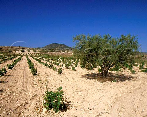Vineyard and olive tree south of Yecla Murcia   Province Spain DO Yecla