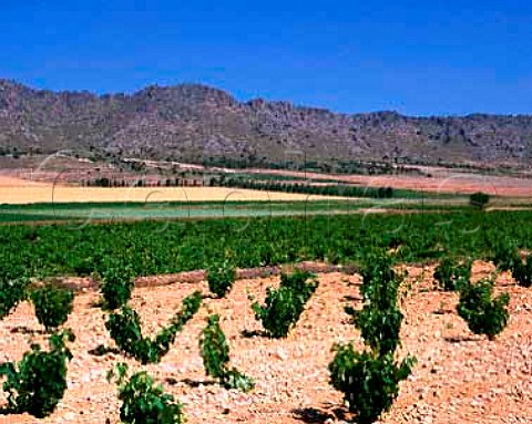 Vineyards and the Sierra del Serral south of Yecla   Murcia Province Spain DO Yecla